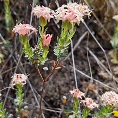 Pimelea linifolia subsp. caesia at Tennent, ACT - 16 Nov 2024