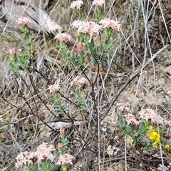 Pimelea linifolia subsp. caesia at Tennent, ACT - 16 Nov 2024