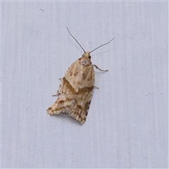 Merophyas divulsana (Lucerne Leafroller (Tortricinae, Archipini) at Turner, ACT - 11 Nov 2024 by ConBoekel