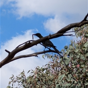 Oriolus sagittatus at Nicholls, ACT - 16 Nov 2024