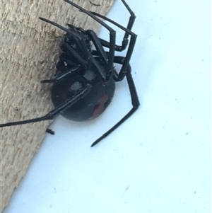 Latrodectus hasselti at Hughes, ACT - 16 Nov 2024 12:56 PM