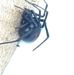 Latrodectus hasselti at Hughes, ACT - 16 Nov 2024 12:56 PM