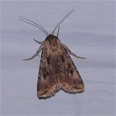 Agrotis munda (Brown Cutworm) at Turner, ACT - 11 Nov 2024 by ConBoekel