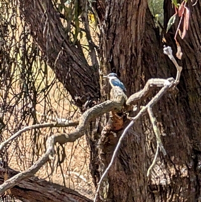 Todiramphus sanctus (Sacred Kingfisher) at Nicholls, ACT - 16 Nov 2024 by mroseby