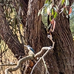 Todiramphus sanctus at Nicholls, ACT - 16 Nov 2024