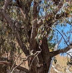 Todiramphus sanctus at Nicholls, ACT - 16 Nov 2024