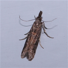 Faveria tritalis (Couchgrass Webworm) at Turner, ACT - 11 Nov 2024 by ConBoekel