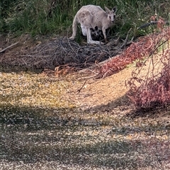 Macropus giganteus (Eastern Grey Kangaroo) at Nicholls, ACT - 16 Nov 2024 by mroseby