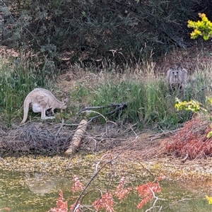 Macropus giganteus at Nicholls, ACT - 16 Nov 2024 03:10 PM