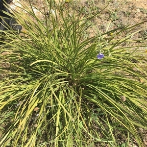 Lomandra multiflora at Franklin, ACT - 3 Nov 2024 11:24 AM