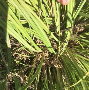 Lomandra multiflora at Franklin, ACT - 3 Nov 2024