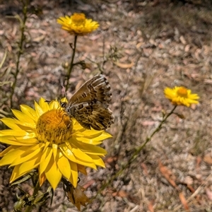 Neolucia agricola (Fringed Heath-blue) at Nicholls, ACT by mroseby