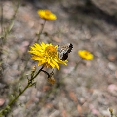 Neolucia agricola at Nicholls, ACT - 16 Nov 2024