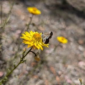 Neolucia agricola at Nicholls, ACT - 16 Nov 2024