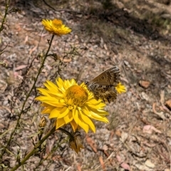 Neolucia agricola at Nicholls, ACT - 16 Nov 2024