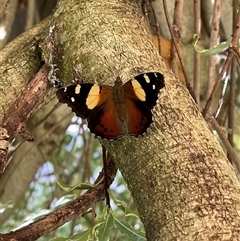 Vanessa itea (Yellow Admiral) at Kambah, ACT - 16 Nov 2024 by LinePerrins