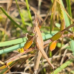 Keyacris scurra (Key's Matchstick Grasshopper) at Mount Fairy, NSW - 16 Nov 2024 by clarehoneydove