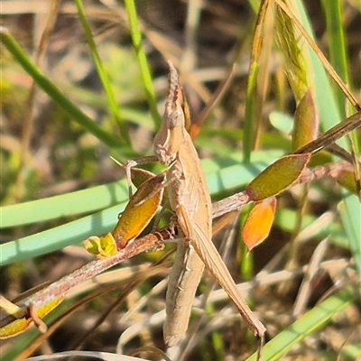 Keyacris scurra (Key's Matchstick Grasshopper) at Mount Fairy, NSW - 16 Nov 2024 by clarehoneydove