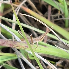 Keyacris scurra at Mount Fairy, NSW - 16 Nov 2024 04:15 PM