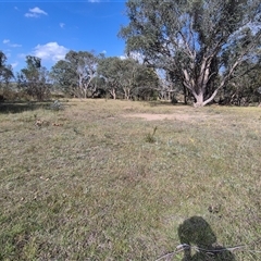 Keyacris scurra at Mount Fairy, NSW - 16 Nov 2024 04:15 PM