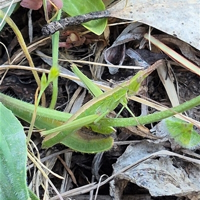 Keyacris scurra (Key's Matchstick Grasshopper) at Mount Fairy, NSW - 16 Nov 2024 by clarehoneydove