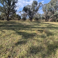 Keyacris scurra at Mount Fairy, NSW - 16 Nov 2024