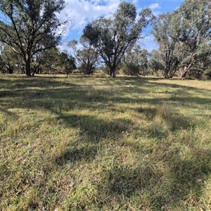 Keyacris scurra at Mount Fairy, NSW - 16 Nov 2024