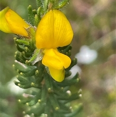 Phyllota phylicoides (Heath Phyllota) at Tianjara, NSW - 16 Nov 2024 by Clarel