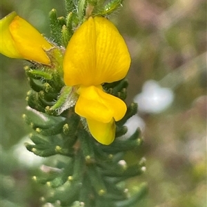 Phyllota phylicoides (Heath Phyllota) at Tianjara, NSW by Clarel