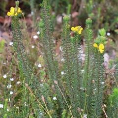 Phyllota phylicoides at Tianjara, NSW - 16 Nov 2024