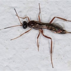 Unidentified Parasitic wasp (numerous families) at Melba, ACT - 13 Nov 2024 by kasiaaus