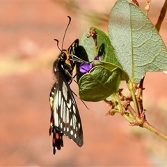 Papilio anactus (Dainty Swallowtail) at Aranda, ACT - 15 Nov 2024 by KMcCue