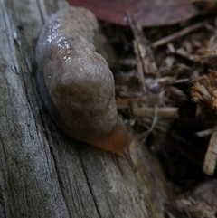 Deroceras reticulatum (Grey Field Slug) at Belconnen, ACT - 12 Nov 2024 by JohnGiacon