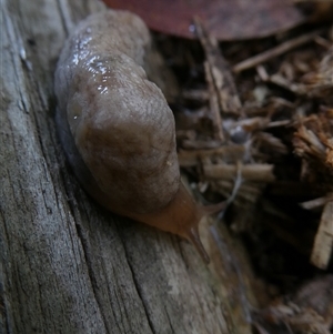 Deroceras reticulatum (Grey Field Slug) at Belconnen, ACT by JohnGiacon