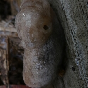 Deroceras reticulatum at Belconnen, ACT - 13 Nov 2024