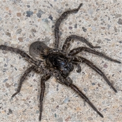 Lycosidae (family) (Unidentified wolf spider) at Melba, ACT - 13 Nov 2024 by kasiaaus