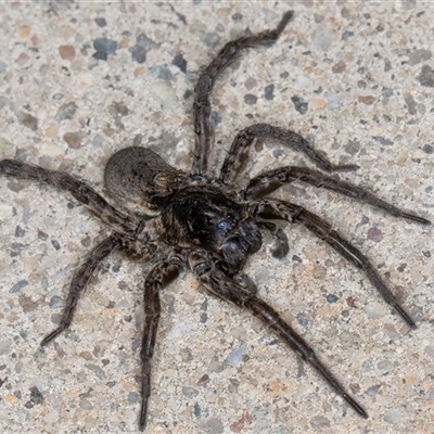 Lycosidae (family) (Wolf spider) at Melba, ACT - 13 Nov 2024 by kasiaaus