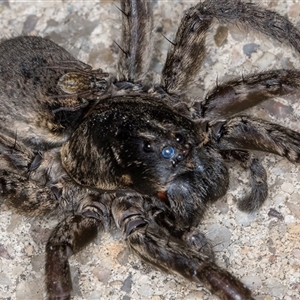 Lycosidae (family) at Melba, ACT - 13 Nov 2024