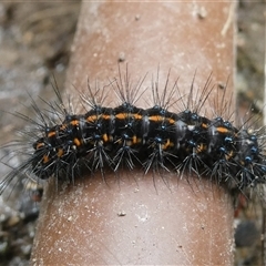 Nyctemera (genus) (A Tiger moth (Arctiini)?) at Belconnen, ACT - 13 Nov 2024 by JohnGiacon