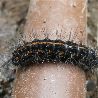 Nyctemera (genus) (A Tiger moth (Arctiini)) at Belconnen, ACT - 14 Nov 2024 by JohnGiacon