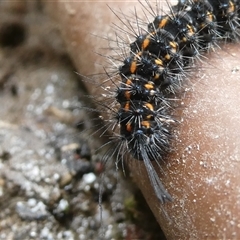 Nyctemera (genus) at Belconnen, ACT - 14 Nov 2024