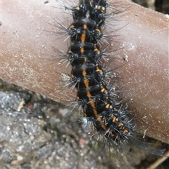 Nyctemera (genus) at Belconnen, ACT - 14 Nov 2024