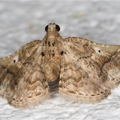 Scenedra decoratalis at Melba, ACT - 13 Nov 2024