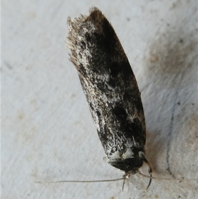 Barea phaeomochla (Barea phaeomochla) at Belconnen, ACT - 16 Nov 2024 by JohnGiacon