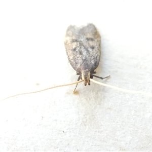 Achoria inopina at Belconnen, ACT - 16 Nov 2024 04:24 PM