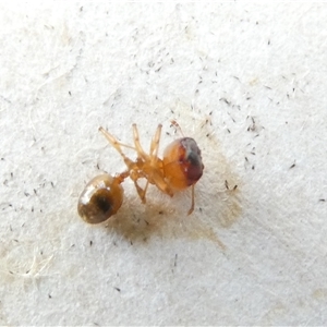 Pheidole sp. (genus) at Belconnen, ACT - 16 Nov 2024