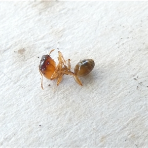 Pheidole sp. (genus) at Belconnen, ACT - 16 Nov 2024