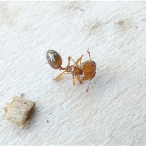 Pheidole sp. (genus) at Belconnen, ACT - 16 Nov 2024