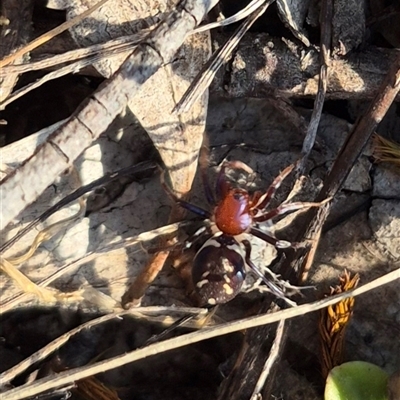 Habronestes bradleyi (Bradley's Ant-Eating Spider) at Borough, NSW - 16 Nov 2024 by clarehoneydove