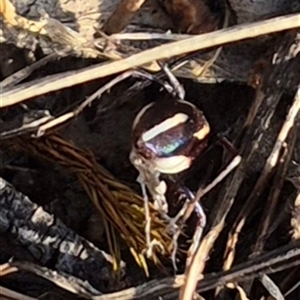 Habronestes bradleyi at Borough, NSW - suppressed